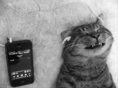 Cat music